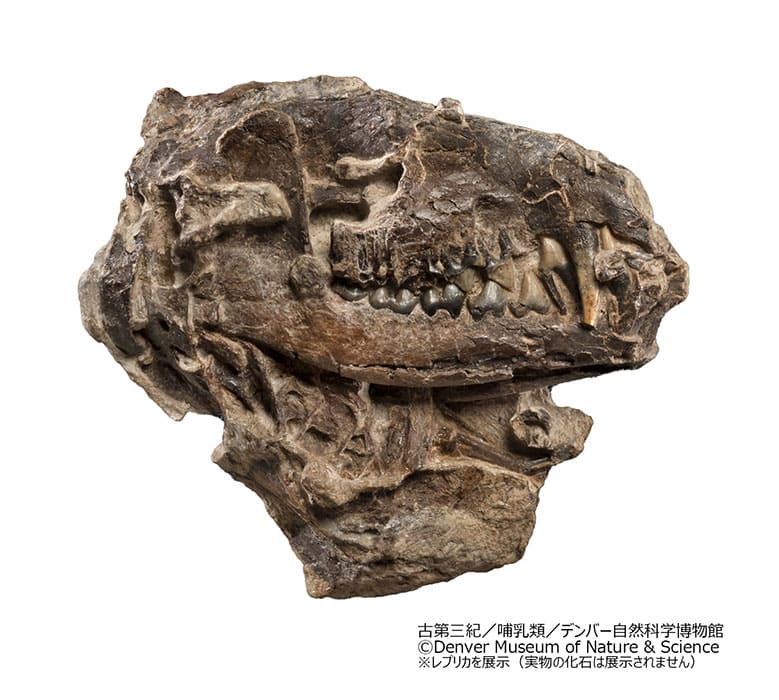 特別展「大絶滅展―生命史のビッグファイブ」国立科学博物館