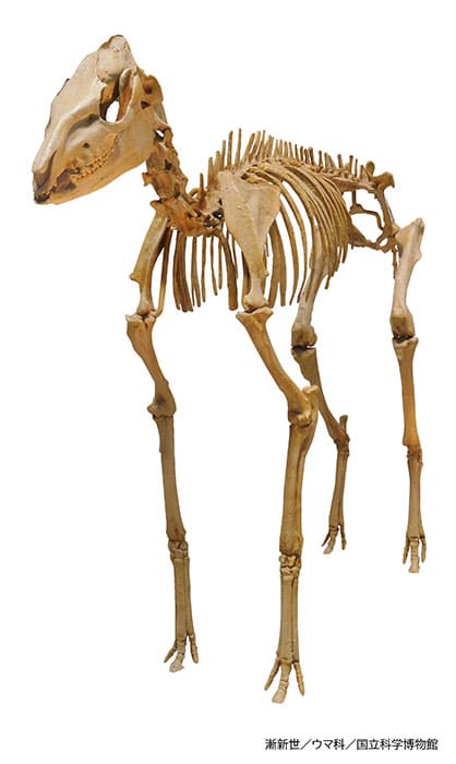 特別展「大絶滅展―生命史のビッグファイブ」国立科学博物館