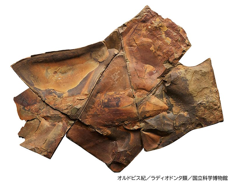 特別展「大絶滅展―生命史のビッグファイブ」国立科学博物館