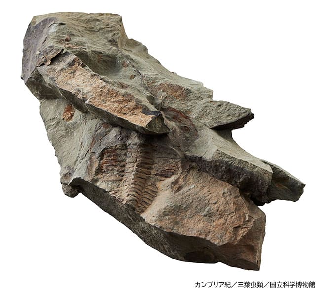 特別展「大絶滅展―生命史のビッグファイブ」国立科学博物館