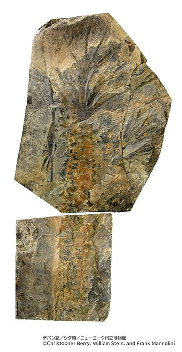 特別展「大絶滅展―生命史のビッグファイブ」国立科学博物館