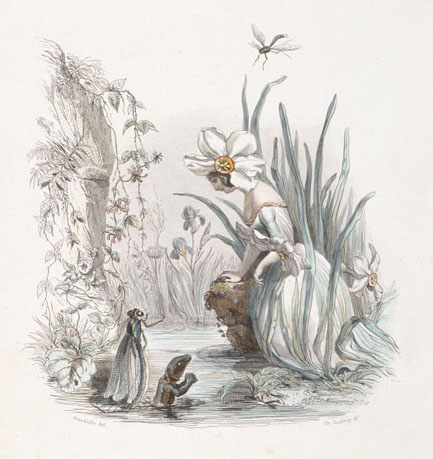 J.-J.グランヴィル『生きている花々』より 《スイセン》 1847年刊 スチール・エングレーヴィング、手彩色・紙 群馬県立館林美術館蔵