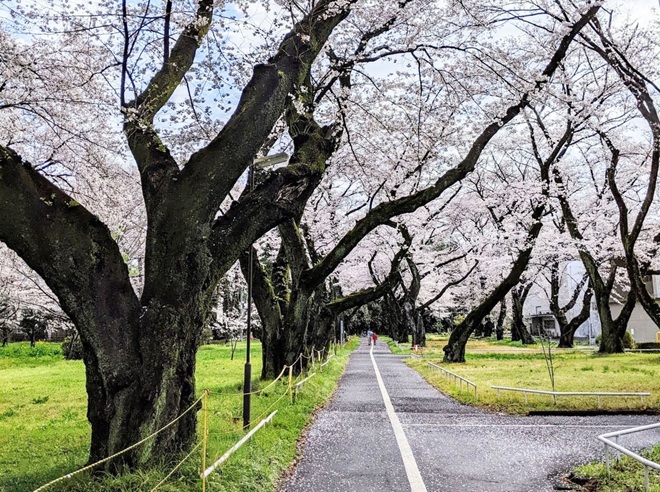 現在の桜並木2023年

