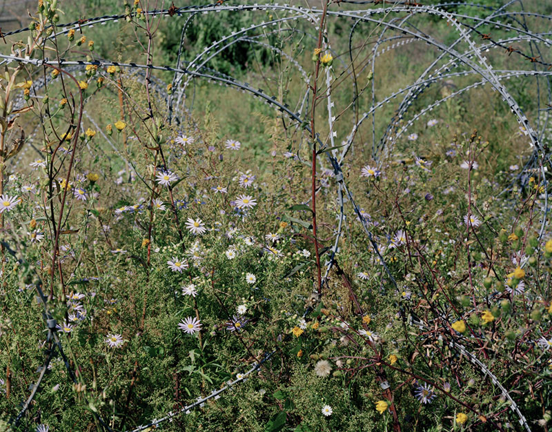 米田知子《絡まった有刺鉄線と花I（非武装地帯近く・チョルウォン・韓国）》2015年　発色現像方式印画　作家蔵
Copyright the artist　Courtesy of ShugoArts