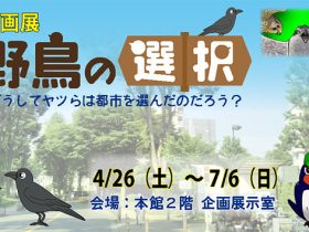 「野鳥の選択～どうしてヤツらは都市を選んだのだろう？～」府中市郷土の森博物館