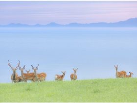 【最北端のエゾシカたち】撮影地：稚内宗谷丘陵