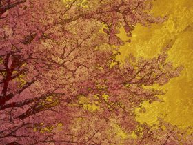 「石渡 亨 個展　 新釈琳派」ギャラリー同潤会