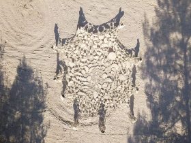 Nefeli Papadimouli | Être forêts (We Are Forests) | 2021 | Video installation | 13 分43 秒 ©Nefeli Papadimouli- Collection FRAC Grand Large — Hauts-de-France