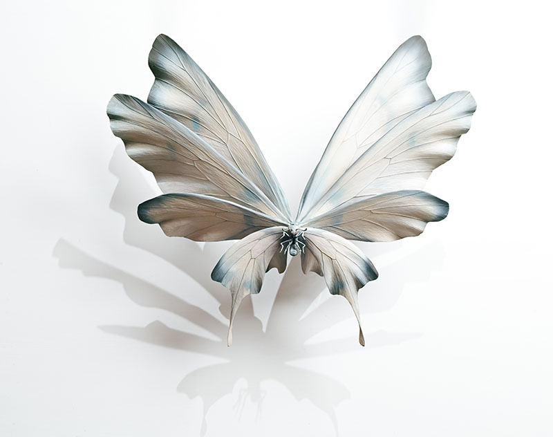 小島久典《species of butterfly:circa 780 A.D.》2025年