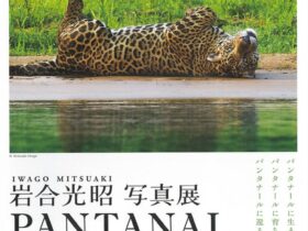 岩合光昭 写真展「PANTANAL　パンタナール　清流がつむぐ動物たちの大湿原」山口県立美術館