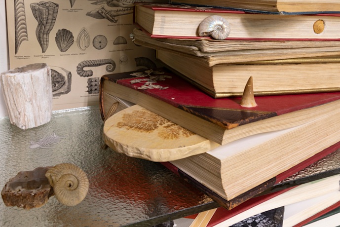 《Strata》 2022 化石、古本、鉱石、岩石、生物の骨 サイズ可変