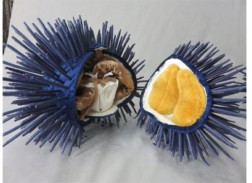 ムラサキウニの布製模型　作製：西尾製作所