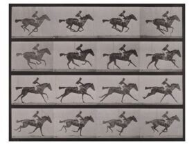 エドワード・マイブリッジ 《ギャロップ ； サラブレッドの鹿毛の牝馬, アニー・G》 1884-1885年 撮影 〈アニマル・ロコモーション〉より