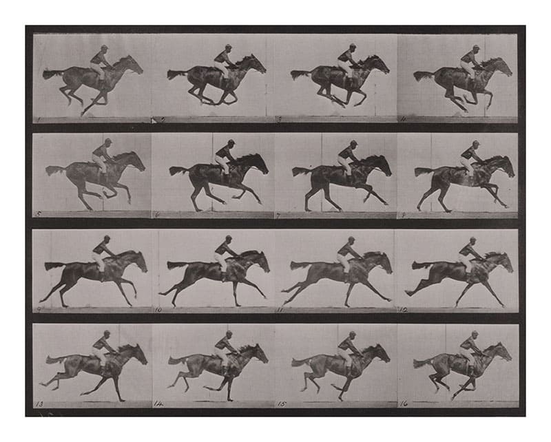 エドワード・マイブリッジ 《ギャロップ ； サラブレッドの鹿毛の牝馬, アニー・G》 1884-1885年 撮影 〈アニマル・ロコモーション〉より