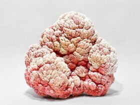 「鴇」（40×26×H37㎝）陶