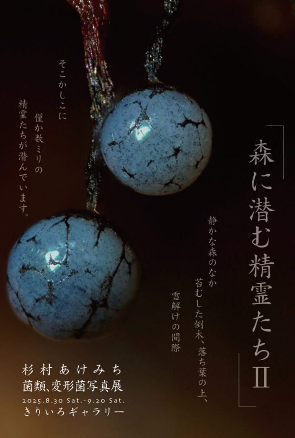 杉村あけみち 菌類・変形菌写真展「森に潜む精霊たちⅡ」きりいろサロン