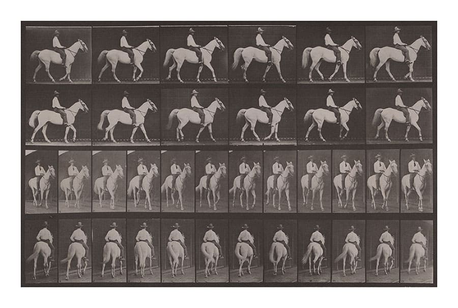 エドワード・マイブリッジ 《常歩 ; 白毛の馬, エルベロン》 1884-1885年 撮影 〈アニマル・ロコモーション〉より