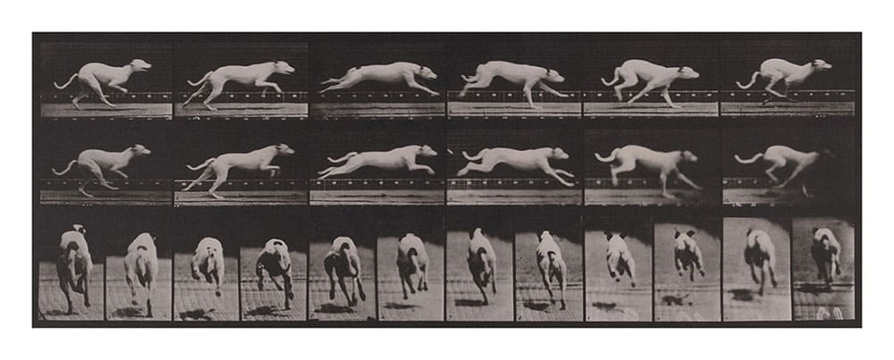 エドワード・マイブリッジ 《全速力で走る犬, 白色の競走用ハウンド, マギー》 1884-1885年 撮影 〈アニマル・ロコモーション〉より