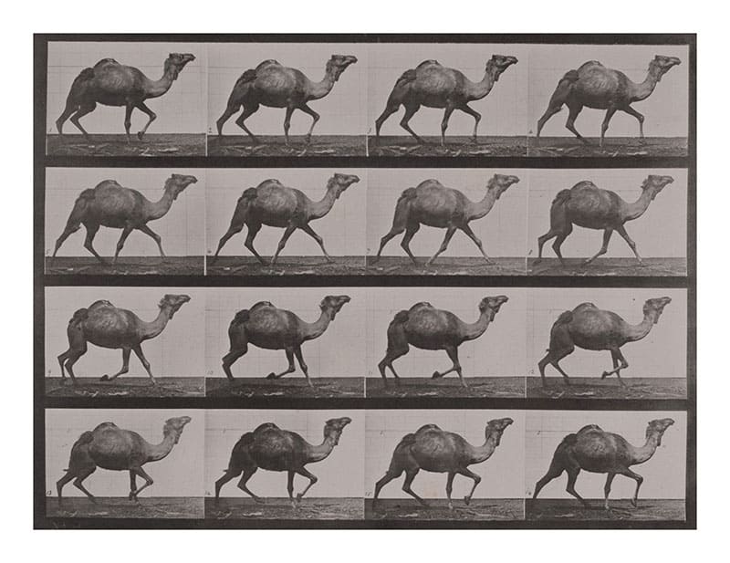 エドワード・マイブリッジ 《側対歩で歩くラクダ》 1884-1885年 撮影 〈アニマル・ロコモーション〉より