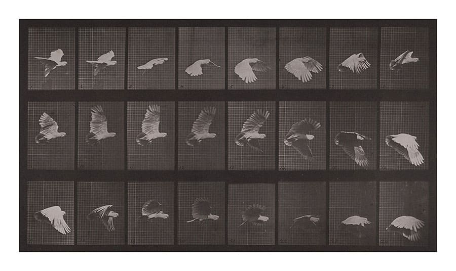 エドワード・マイブリッジ 《飛翔するオウム》 1884-1885年 撮影 〈アニマル・ロコモーション〉より