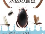 「水辺の昆虫」千葉県立中央博物館