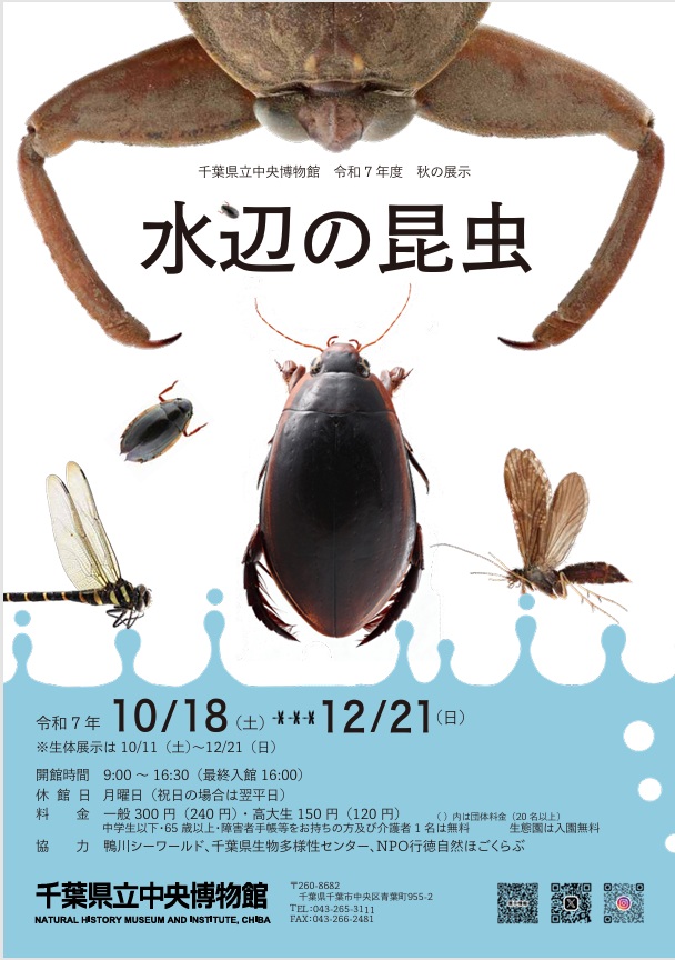 「水辺の昆虫」千葉県立中央博物館