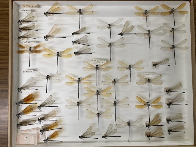 枝コレクション