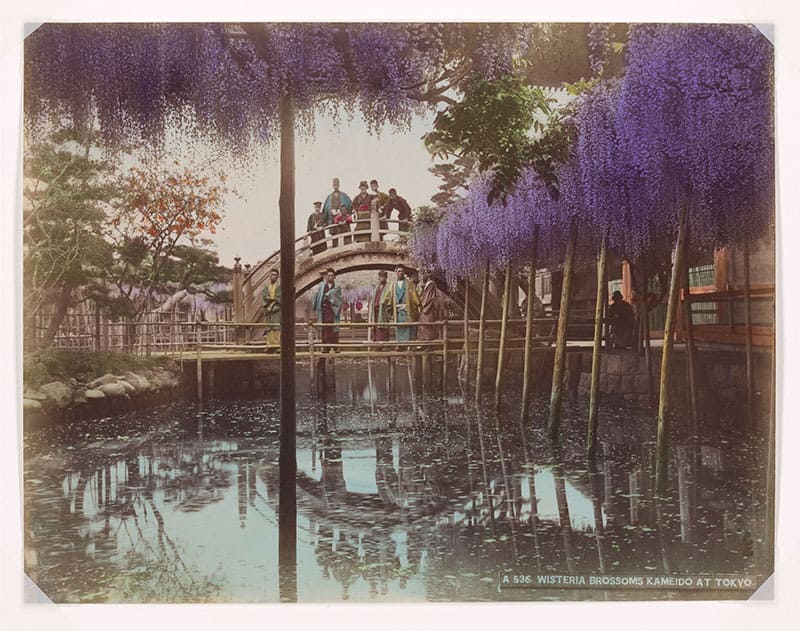 作者不詳《亀井戸の藤》1890年代　スミソニアン国立アジア美術館
© National Museum of Asian Art Archives, Smithsonian Institution, The Gloria Katz and Willard M. Huyck Jr. Collection