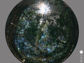 太宰府天満宮アートプログラム vol.12 スーザン・フィリップス「Shine on Me」太宰府天満宮宝物殿