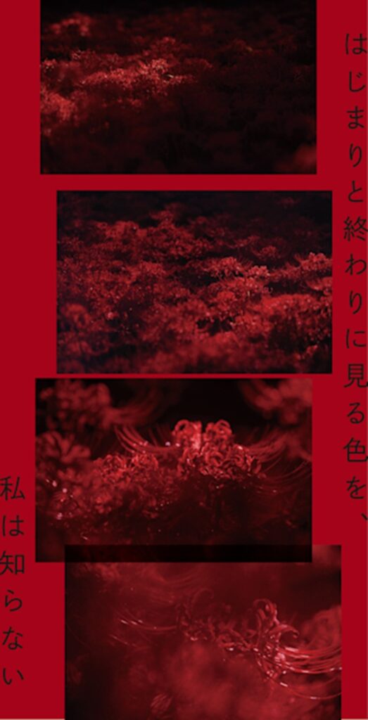 井上佐由紀「はじまりと終わりに見る色を、私は知らない」東條會舘写真研究所