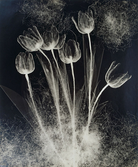 野島康三《チューリップ》1940年｜ゼラチン・シルバー・プリント｜京都国立近代美術館蔵