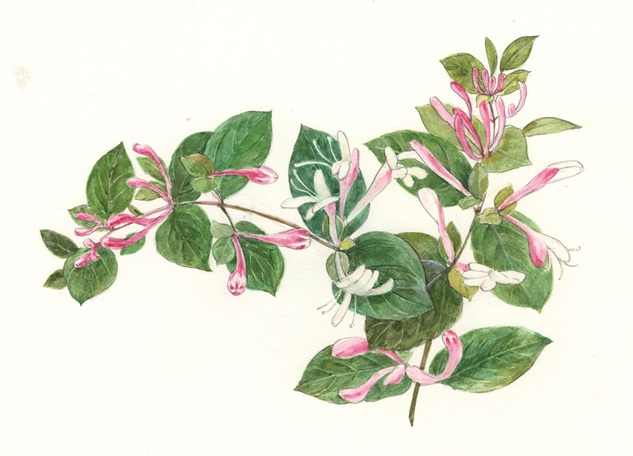 「ハニーサックル」2025年 紙に透明水彩