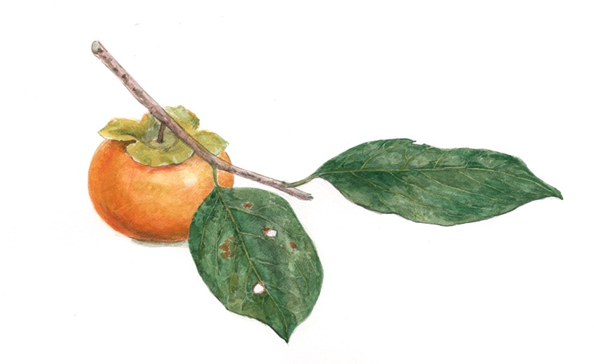 「柿」2025年 紙に透明水彩