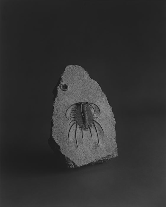 杉本博司《棘のある三葉虫》2008年　プラチナプリント　93.6×75cm
© Hiroshi Sugimoto / Courtesy of Gallery Koyanagi