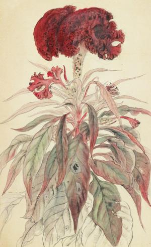 金島桂華《鶏頭》