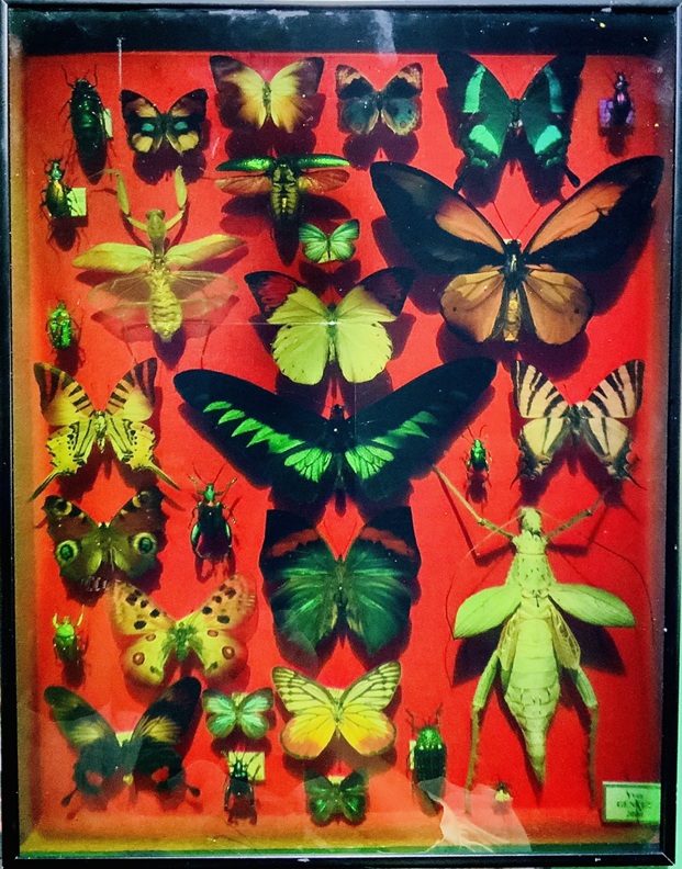 「バタフライ」