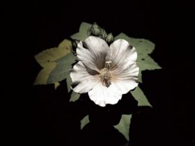 須田悦弘《芙蓉》2012年　作家蔵（千葉市美術館寄託）