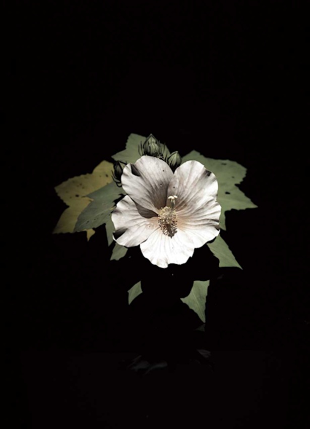 須田悦弘《芙蓉》2012年　作家蔵（千葉市美術館寄託）