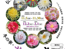 古典菊,嵯峨菊,伊勢菊,肥後菊,江戸菊,丁子菊,園芸文化,平安時代,菊花の宴,江戸園芸書,後の花,菊花檀養種,実生栽培,新花,中輪種,植物苑,菊細工,栽培道具,佐倉市,国立歴史民俗博物館,