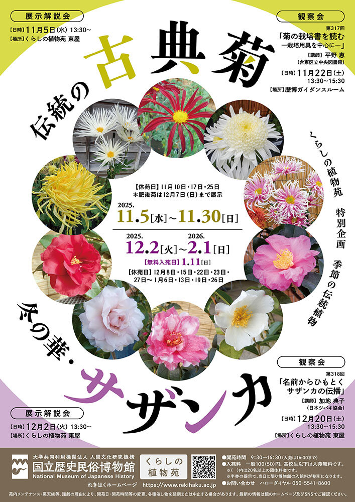 古典菊,嵯峨菊,伊勢菊,肥後菊,江戸菊,丁子菊,園芸文化,平安時代,菊花の宴,江戸園芸書,後の花,菊花檀養種,実生栽培,新花,中輪種,植物苑,菊細工,栽培道具,佐倉市,国立歴史民俗博物館,