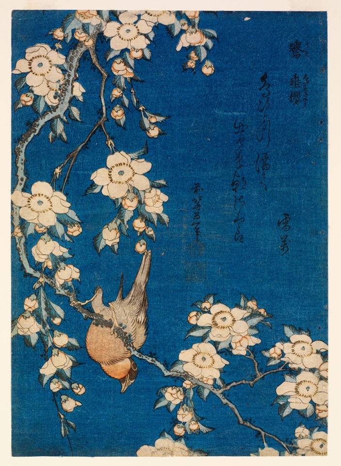 葛飾北斎《鷽　垂桜》天保5年(1834)頃　
RISD美術館蔵 Courtesy of the Museum of Art, Rhode Island School of Design, Providence
Gift of Mrs. John D. Rockefeller, Jr.