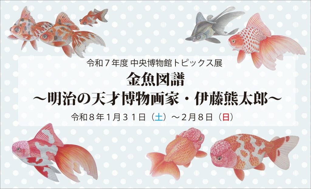 トピックス展「金魚図譜--明治の天才博物画家・伊藤熊太郎」千葉県立中央博物館