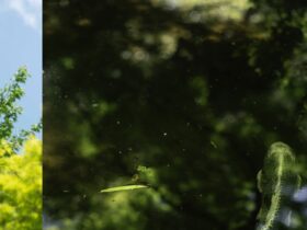 菊地真之 個展「Distance and Appearance 隔たりと現われ」Alt_Medium