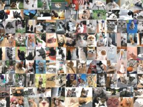 「大佛次郎×ねこ写真展2026」大佛次郎記念館