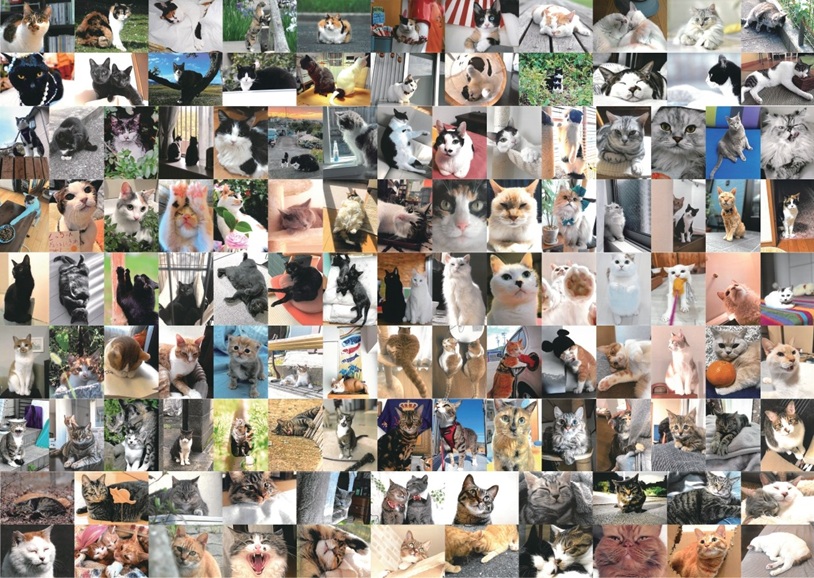 「大佛次郎×ねこ写真展2026」大佛次郎記念館