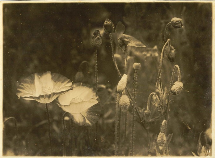 山口蓬春撮影《芥子》昭和12年(1937)頃 後期