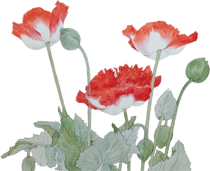 山口蓬春《芥子》昭和24年(1949)頃 後期