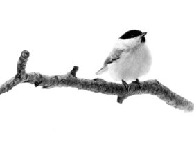 「ハシブトガラ」 ミクストメディア