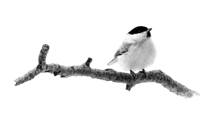 「ハシブトガラ」 ミクストメディア