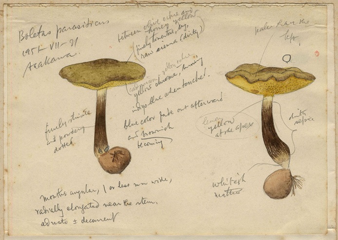 昭和初期の菌学者、今関六也によるタマノリイグチの採集・観察記録